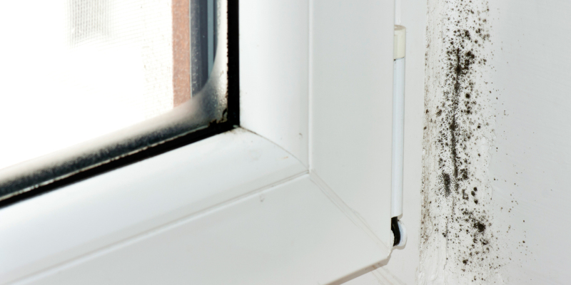 Black Mold Removal: Quickly and Effectively Protect Your Home